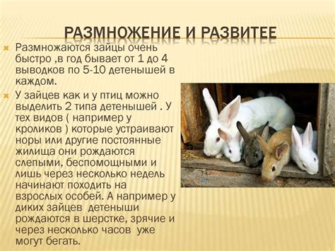 Зайцеобразные - online presentation