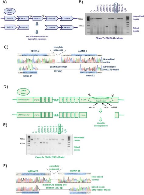 Editing Approach And Genotyping Dmd And Utrn Deletion Breakpoints In