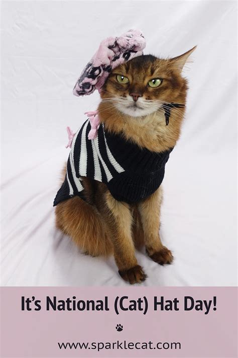 Happy National Cat Hat Day Summers Fabulous Cat Life