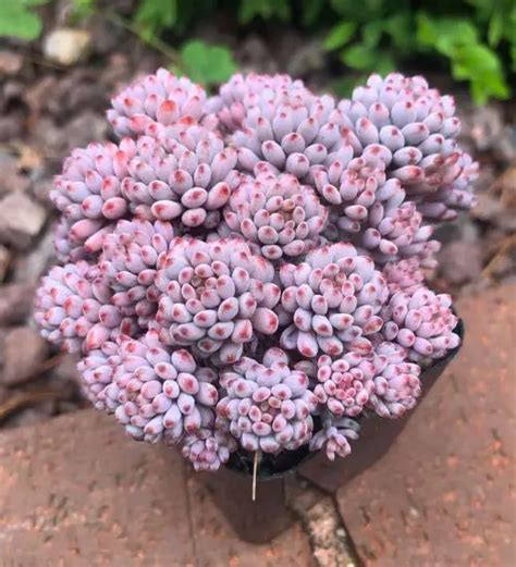 Graptopetalum Pachyphyllum Succulent Guide