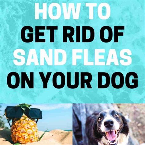 How to Get Rid of Sand Fleas on Dogs (Fast) | BugWiz