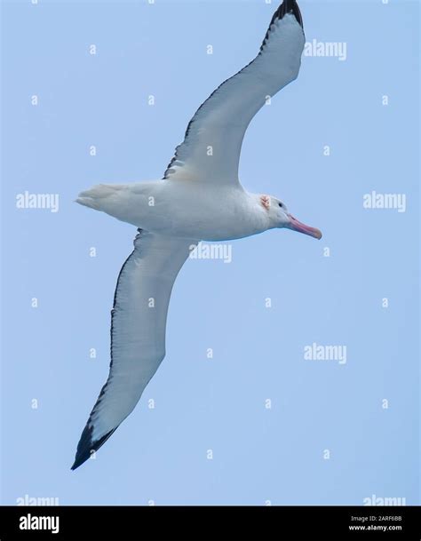 Wandering albatross wingspan hi-res stock photography and images - Alamy