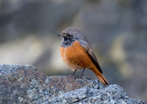 Migrants and Rare Birds | Britain's Wildlife