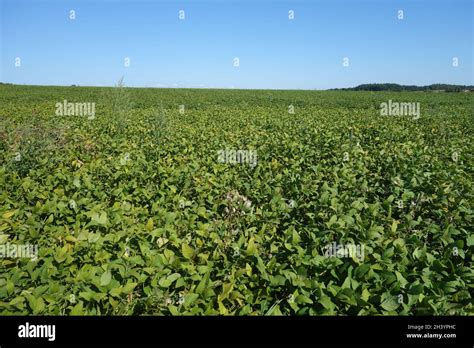 Glycine Max Soy Bean In Bavaria Stock Photo Alamy