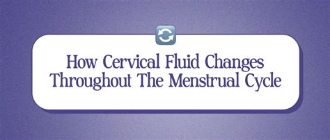 How Cervical Fluid Changes Throughout The Menstrual Cycle Slipp