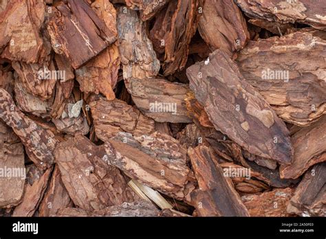 Tree Bark Slivers Natural Wooden Background Wallpaper Backdrop Brown