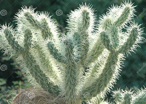 Desert Cactus stock photo. Image of bloom, wilderness - 1381548