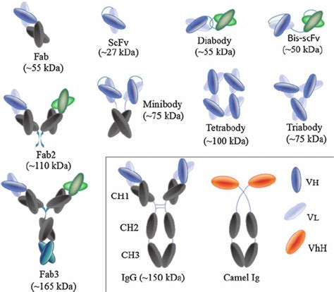 The Antibody And Different Antibody Fragments 1 Download Scientific Diagram