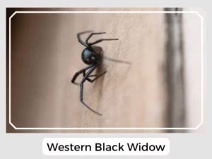 Western Black Widow Spider (Latrodectus hesperus): Facts, Identification & Pictures