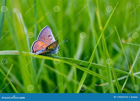 Butterfly On Grass Royalty-Free Stock Photo | CartoonDealer.com #2316501