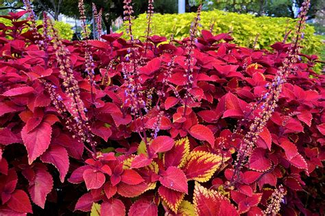 Red Coleus Plants Garden Botany - Free photo on Pixabay - Pixabay