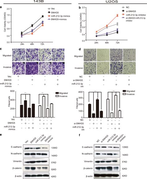 Lncrna Snhg As A Molecular Sponge Of Mir P To Further Promote The