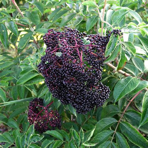 Wyldewood Elderberry Plant Stark Bro’s