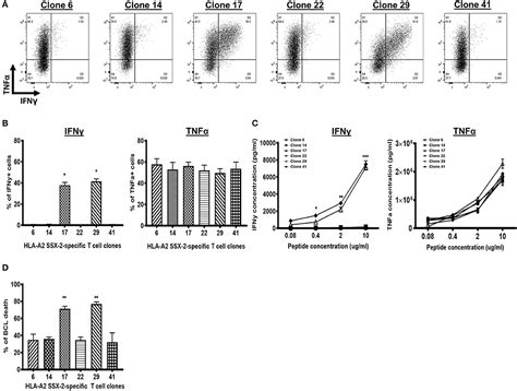 Frontiers Defective Interferon Gamma Production By Tumor Specific CD8