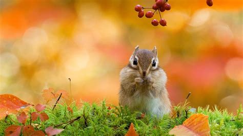 #964903 4K, nature, squirrel, pidgeons, animals - Rare Gallery HD Wallpapers