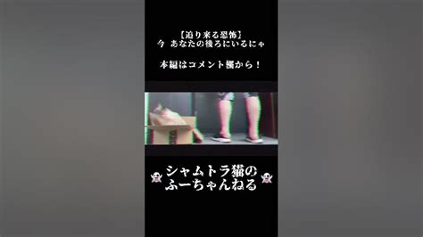 【迫り来る恐怖】今 あなたの後ろにいるにゃ 猫 怪談 Shorts Cat ねこ 猫動画 心霊 怪奇現象 心霊現象 肝試し