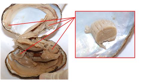 Solved Virtual Clam Dissection Indicate Which Is The Ventral Chegg