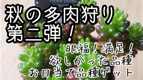 【多肉植物・秋の多肉狩り第二弾！】沢山の多肉で眼福！欲しかっ多肉が手に入り大満足！エケ、グラプト、ハオルチアなど Youtube