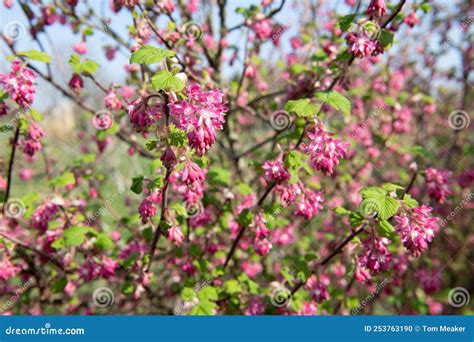 Red Flowering Currant Ribes Sanguineum Flowers Stock Photo Image Of