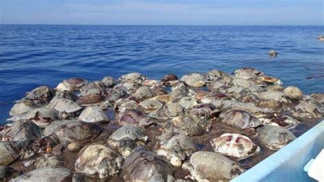 M S De Tortugas En Peligro De Extinci N Aparecen Muertas En La