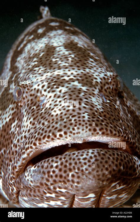 Grouper Fish Teeth Hi Res Stock Photography And Images Alamy