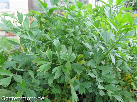 Rote Beete Ernten Lagern Und Haltbar Machen Gartenmoni De Altes