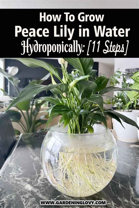 How To Grow Peace Lily In Water Hydroponically Steps Artofit