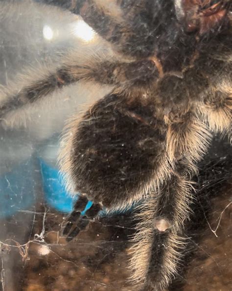 Can Anyone Sex My T I Was Told She Is Female Want To Confirm Thanks R Tarantulas