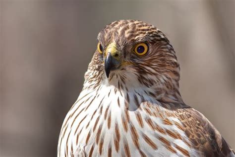 18 Magnificent Types Of Hawks And Where To Find Them