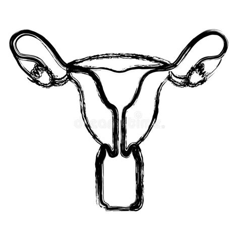 Blurred Realistic Silhouette Female Reproductive System Stock Vector