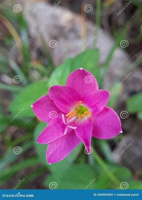 锦绣花 库存照片 图片 包括有 通常 当地 粉红色 四季不断 工厂 知道 百合 哥伦比亚 244302904