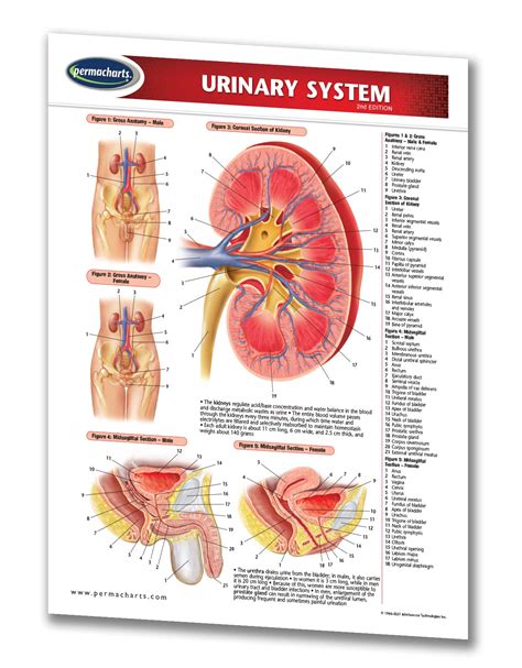 Female Urinary System