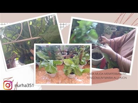 Memperbanyak Tanaman Hias Syngonium Maria Allusion Youtube