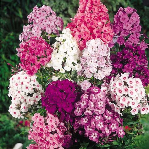 Phlox Fragrant Collection Cottage Garden Plants Van Meuwen