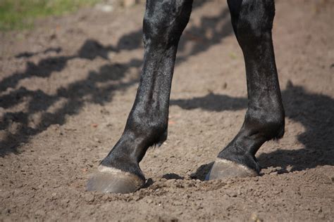 馬の豆知識 「みんなの乗馬」ブログ ページ 2