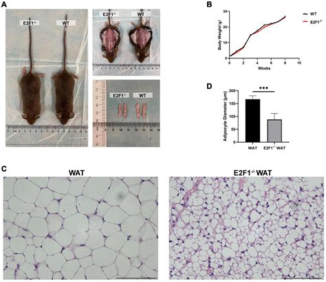 Frontiers Transcription Factor E F Knockout Promotes Mice White