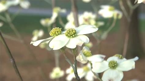 Why pollen season is starting earlier and how it could affect allergies ...