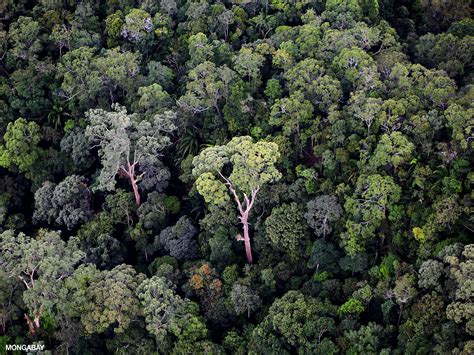 Tinta Pronombre Trivial Temperate Tropical Rainforest Abrasivo Parpadeo