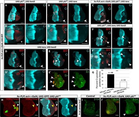 Ban And Tara In Combination Induce Ectopic Patterning Gene Expression