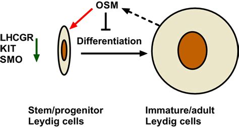 Illustration Of The Working Mechanisms For Oncostatin M Osm In