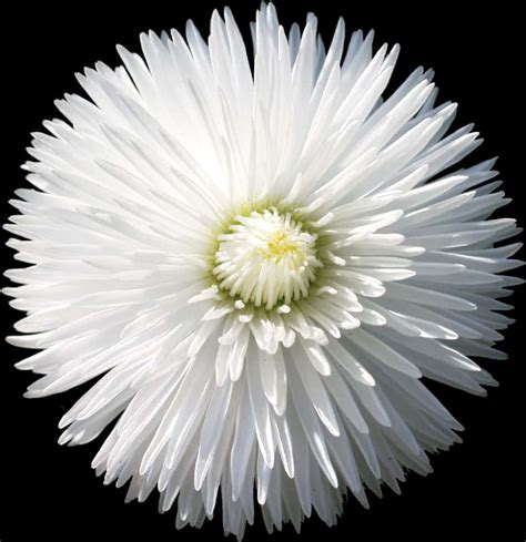 Download A White Flower With Yellow Center 100 Free Fastpng