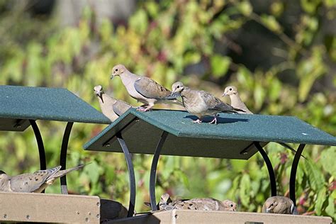 Hawks And Flocks Predators At Bird Feeders Birdseed And Binoculars