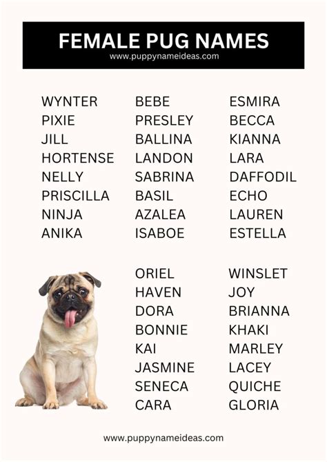 570+ Pug Names (With Meanings)