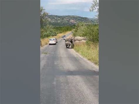 🐘 crossing at Kruger National Park #africa #nature #safari #southafrica ...