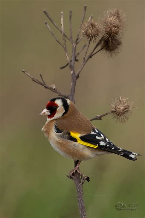 Vroege Vogels Foto Vogels Putter Distelvink Carduelis Carduelis