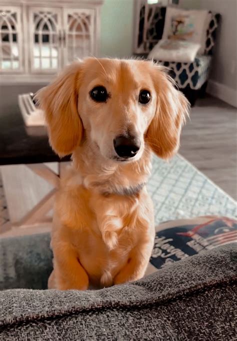 Mini Blonde Dachshund Cute And Adorable Puppy