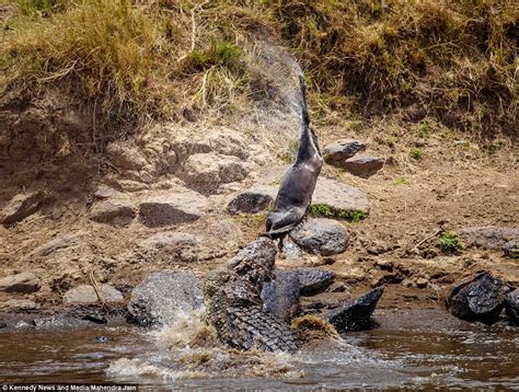 Crocodile Swings Wildebeest Around In Its Jaws Before Ripping Off Its