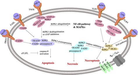 A Brief Pathway Of Necroptosis Download Scientific Diagram