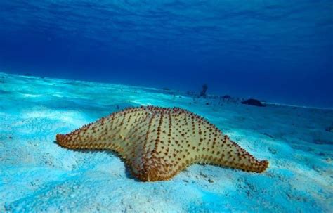 Desde Cozumel Excursi N En Barco A Los Arrecifes Con Bebidas Y