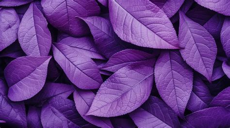 Vibrant Purple Leaves A Close Up Of The Full Frame Texture Background